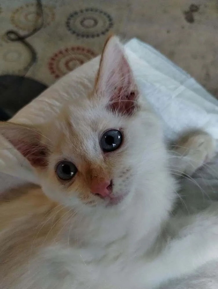 Snowball