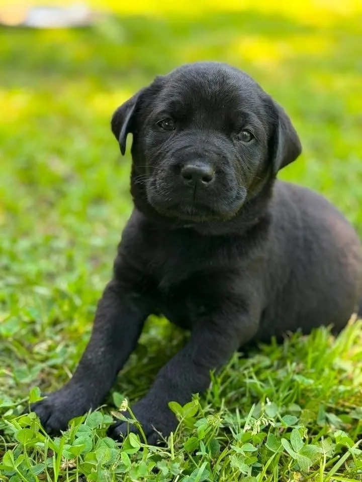 A baby large-sized male Black Labrador Retriever dog named Reed for adoption in Warr Acres, OK