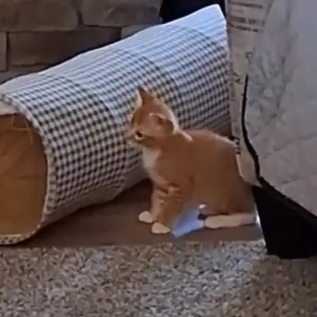 A baby small-sized male Orange / Red Domestic Short Hair cat named Orangesicle for adoption in White, GA
