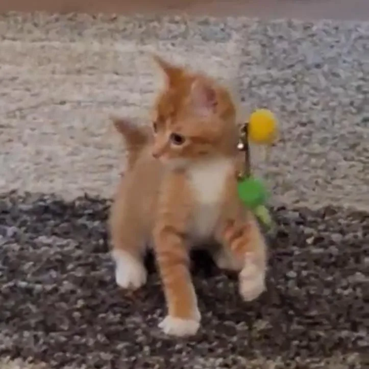 Orangesicle thumbnail 5