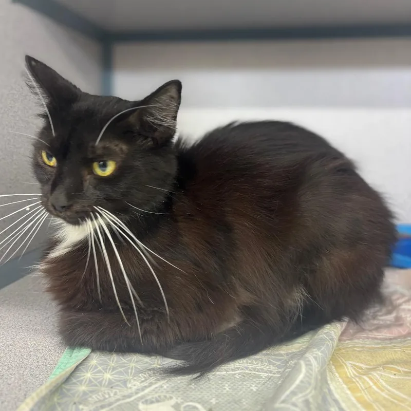 An adult small-sized male Black Domestic Long Hair cat named Josh for adoption in Marshalltown, IA
