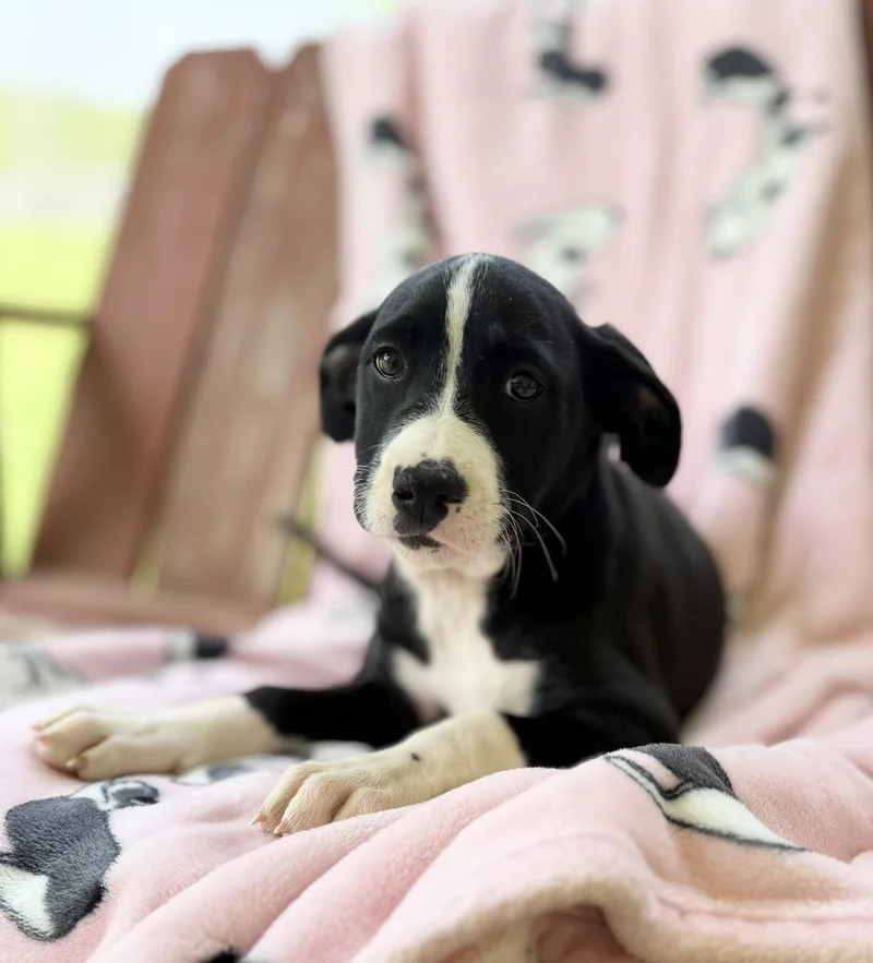 Maeve Mojito thumbnail 2