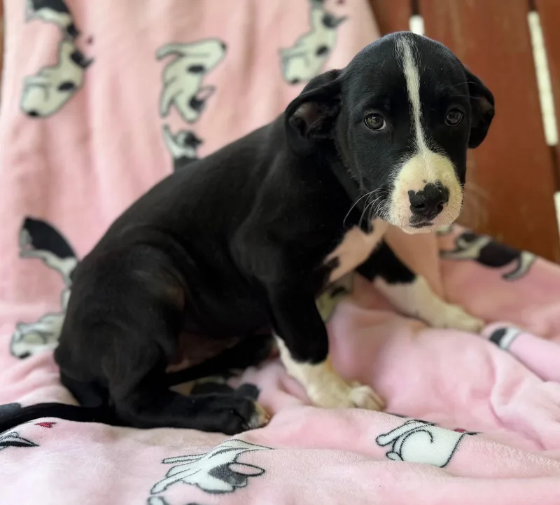 Maeve Mojito thumbnail 3