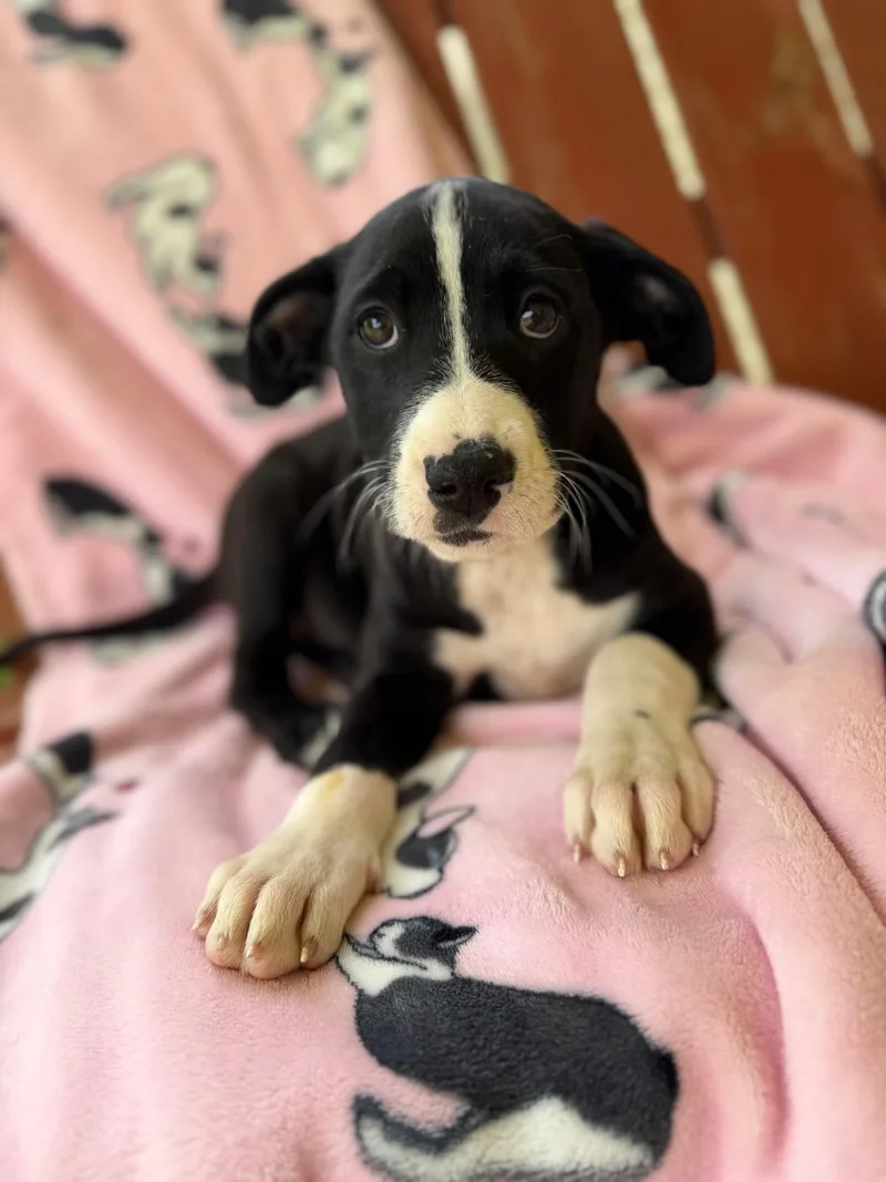 Maeve Mojito thumbnail 4