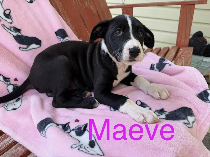 Maeve Mojito thumbnail 5