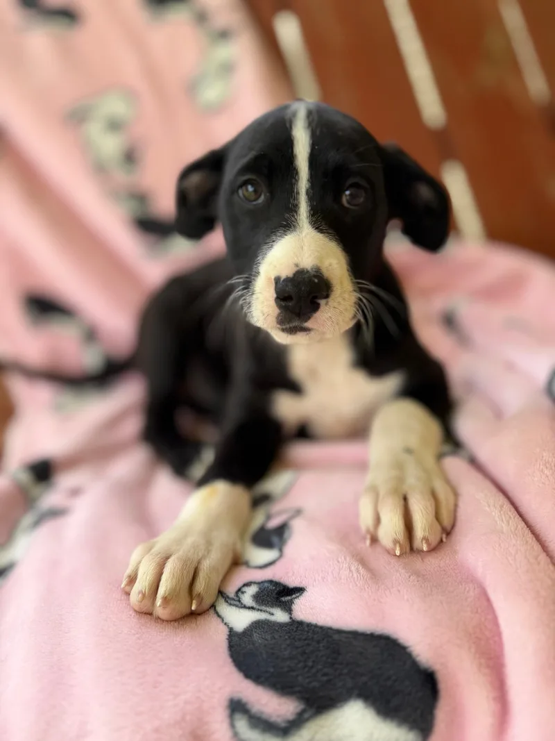 Maeve Mojito thumbnail 6