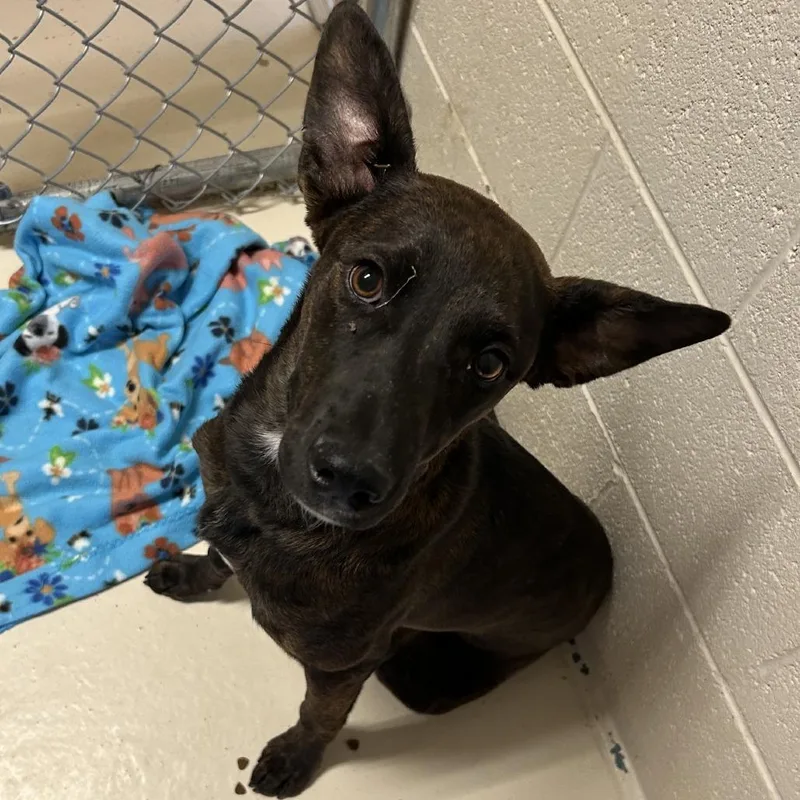 A young medium-sized female Brindle Shepherd dog named Vivi for adoption in Wickenburg, AZ