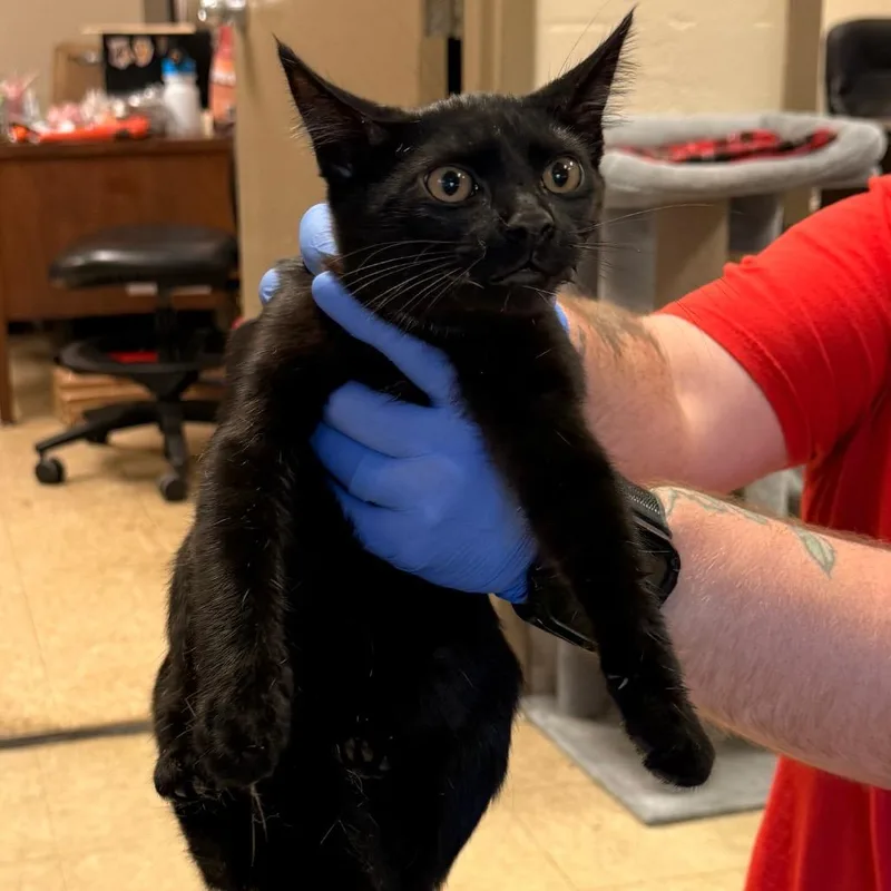 A baby small-sized female Black Domestic Short Hair cat named Cosmo for adoption in Birmingham, AL