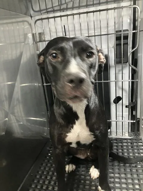 A young medium-sized female Mixed Breed dog named Oreo for adoption in Dallas, TX