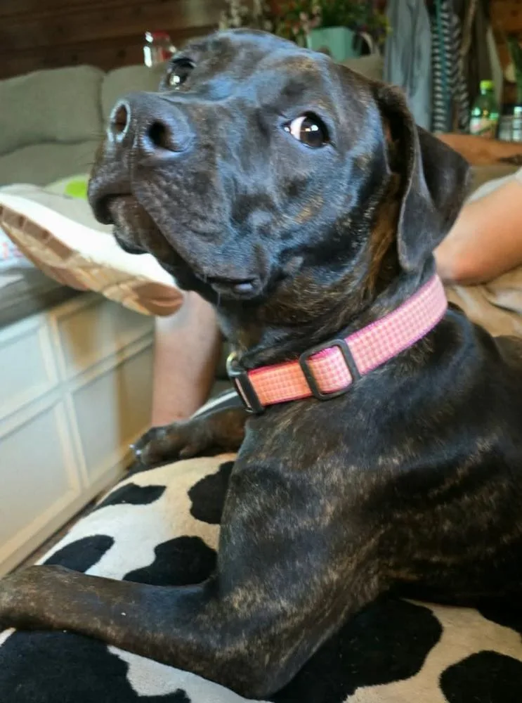 A baby small-sized female Brindle Pit Bull Terrier dog named Sophia for adoption in TULSA, OK