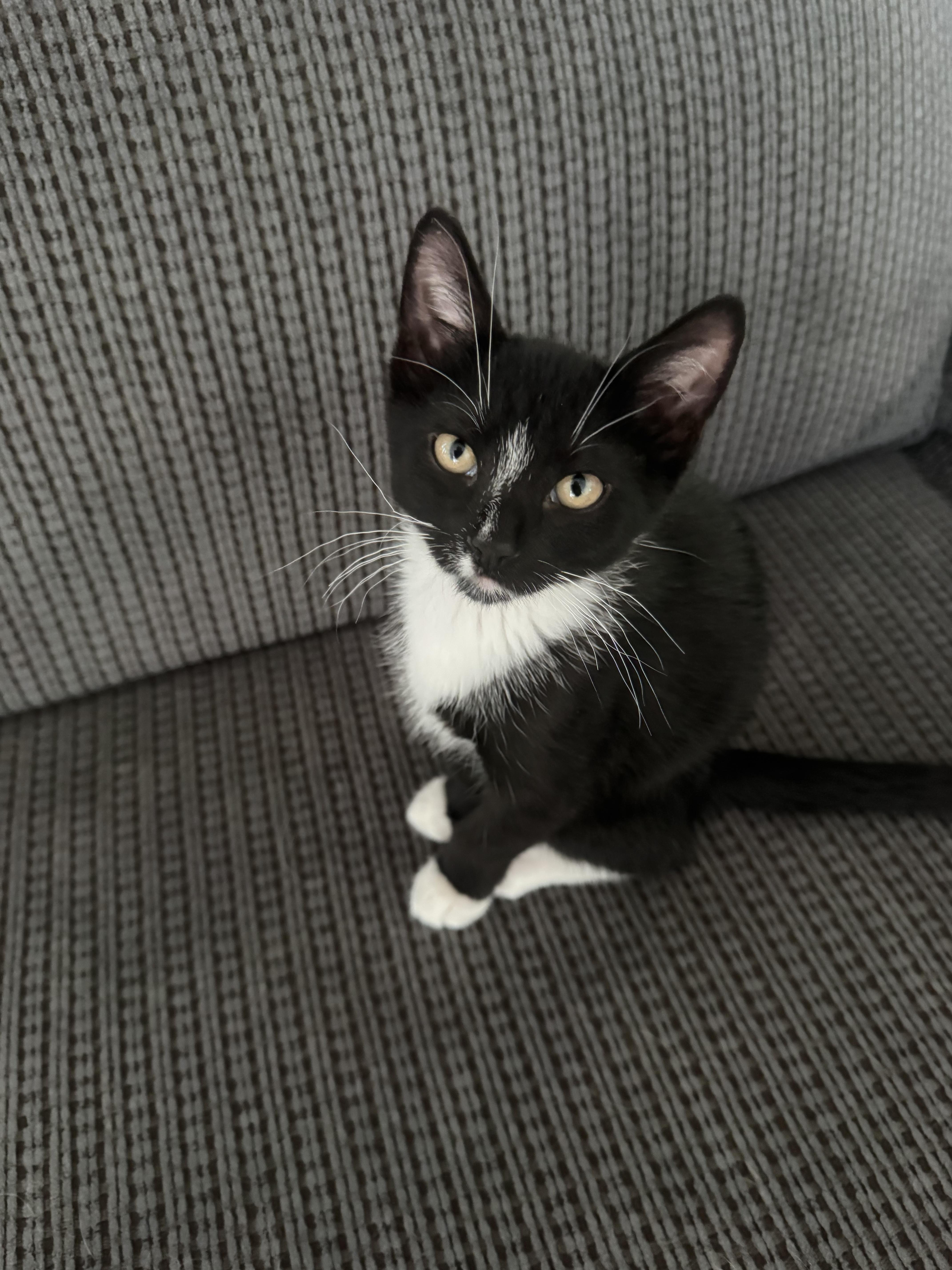 A baby small-sized male Domestic Short Hair cat named Trumpet for adoption in Bethel Park, PA