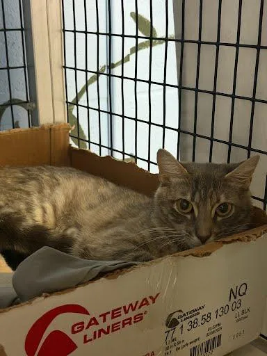 A young small-sized female Domestic Short Hair cat named Lady Bug for adoption in Washington, DC