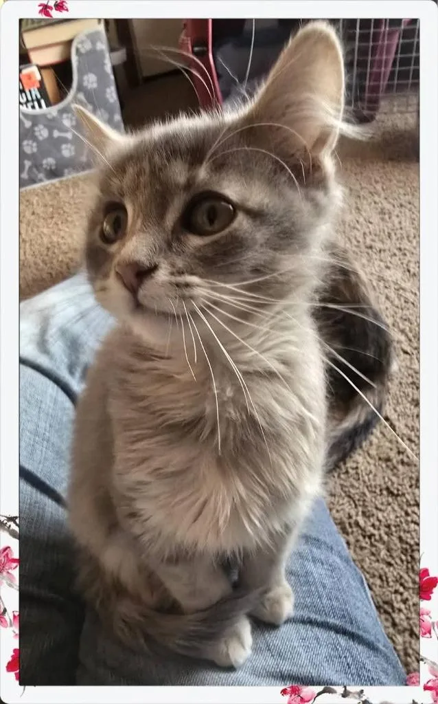 A baby medium-sized female Calico cat named Florence for adoption in Miami, OK