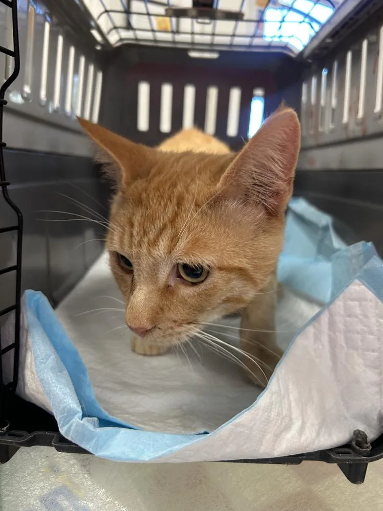 An adult medium-sized male Domestic Short Hair cat named Jer Bear for adoption in Ontario, CA