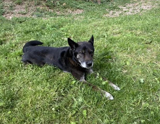 A senior medium-sized male Tricolor (Brown, Black, & White) Australian Shepherd dog named Bruno for adoption in Lead, SD