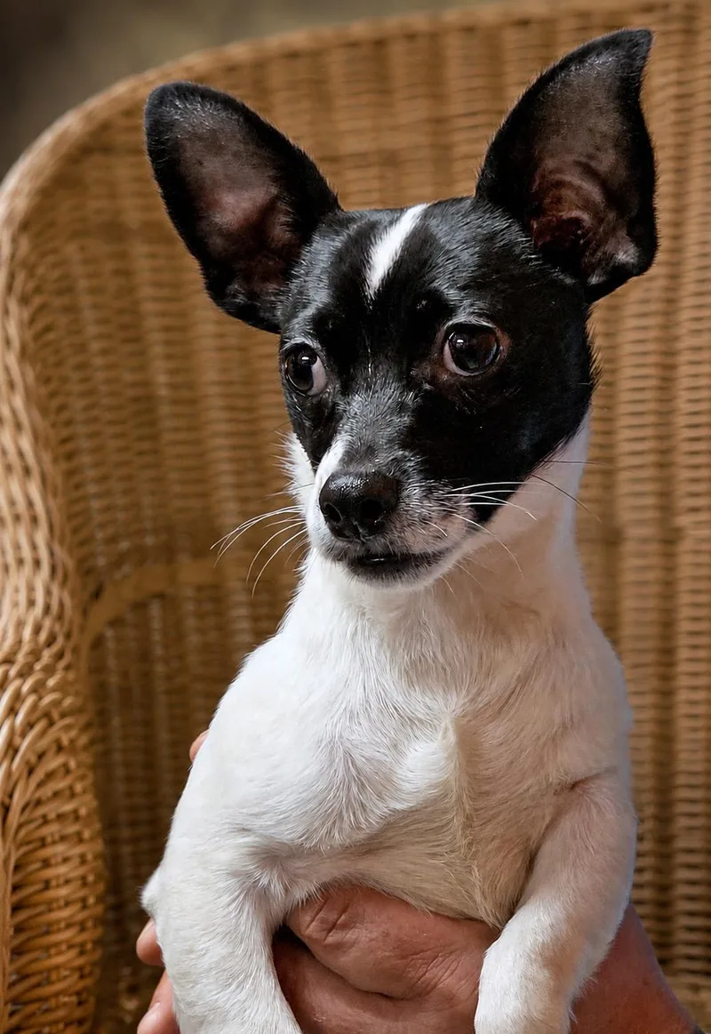 A baby small-sized male Black Chihuahua dog named Benny for adoption in Onley, VA
