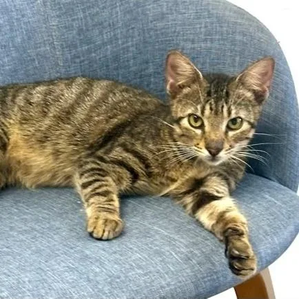 A baby small-sized male Brown / Chocolate Domestic Short Hair cat named Aspen for adoption in Jupiter, FL