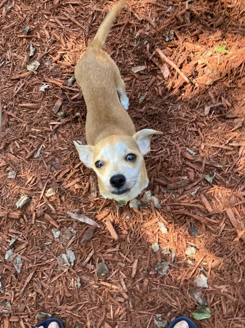 A young small-sized female Apricot / Beige Chiweenie dog named Dolly for adoption in Jacksonville, FL