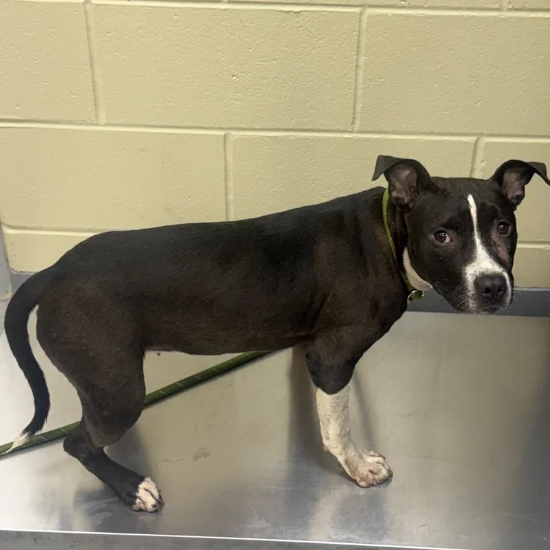 An adult medium-sized female Gray / Blue / Silver Mixed Breed dog named StrayGazeboWay for adoption in Columbus, GA