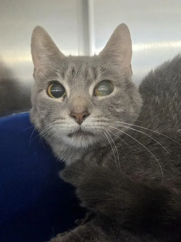 An adult medium-sized female Domestic Short Hair cat named Nina for adoption in Millersville, MD
