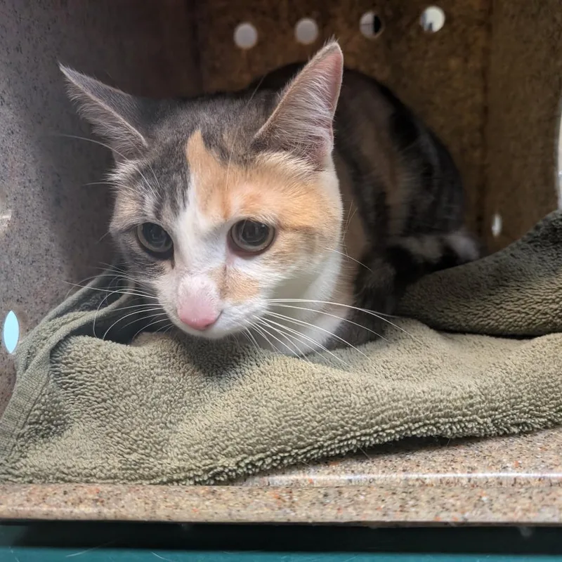A young medium-sized female Calico Domestic Medium Hair cat named Kiki for adoption in Pasadena, CA