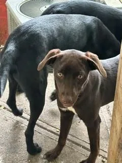 A young medium-sized female Brown / Chocolate Labrador Retriever dog named Laya for adoption in Lake Wylie, SC