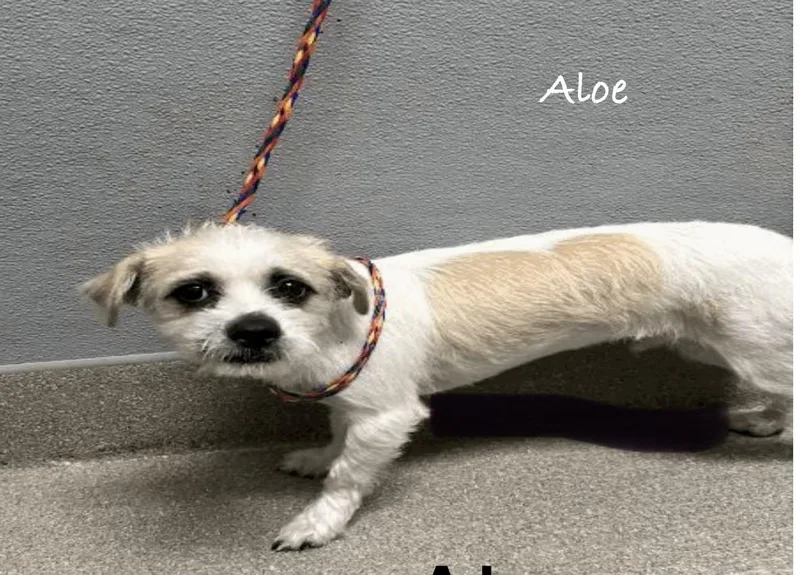 An adult small-sized male Shih Tzu dog named Aloe for adoption in Las Vegas, NV