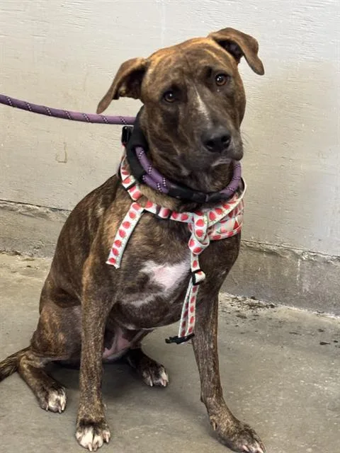 A young large-sized female Pit Bull Terrier dog named Bess for adoption in Camarillo, CA