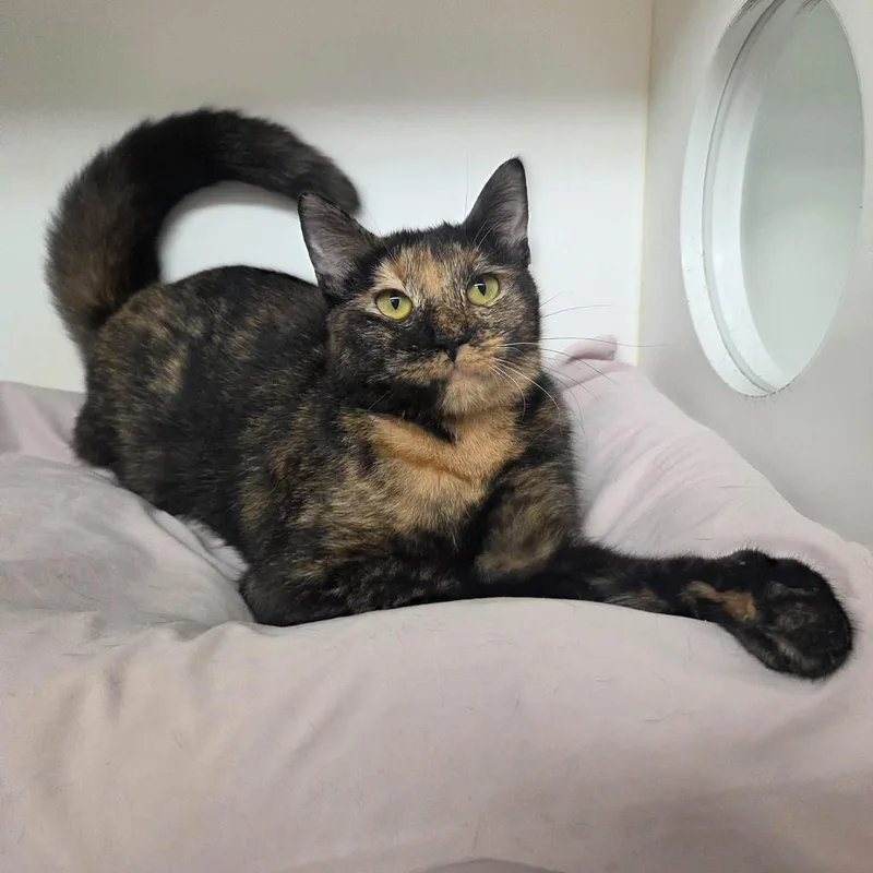 A young medium-sized female Tortoiseshell cat named Venus & Serena for adoption in Bloomfield, NJ