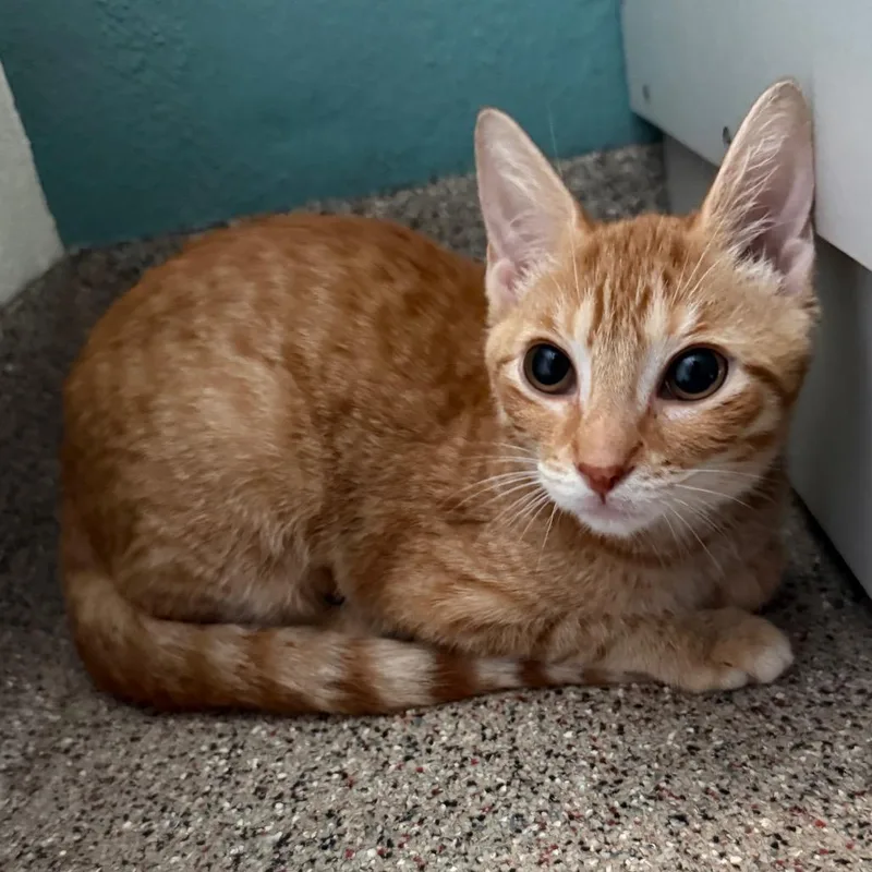 A baby small-sized female Orange / Red Domestic Short Hair cat named Frankie for adoption in Sarasota, FL