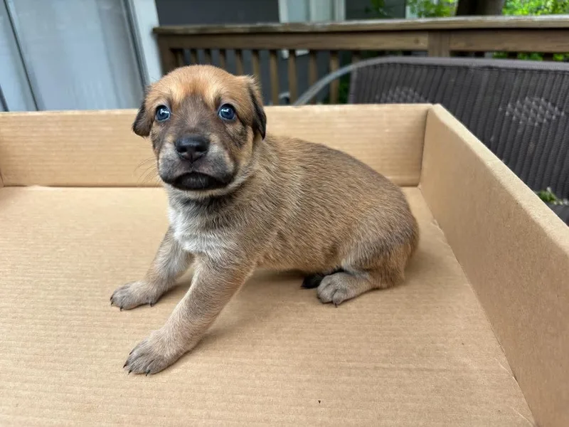 A baby medium-sized female Bicolor Belgian Shepherd / Malinois dog named Bleu for adoption in San Antonio, TX
