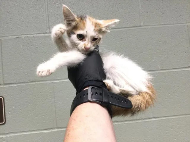 A young small-sized female Domestic Short Hair cat named Sophitia for adoption in Thousand Palms, CA