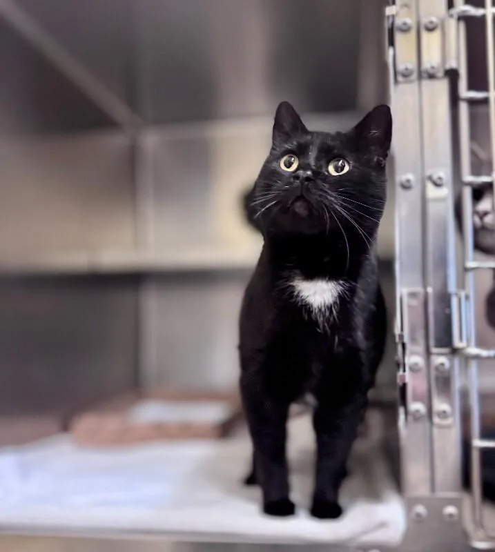 An adult medium-sized male Black Domestic Short Hair cat named Shadow for adoption in Wooster, OH