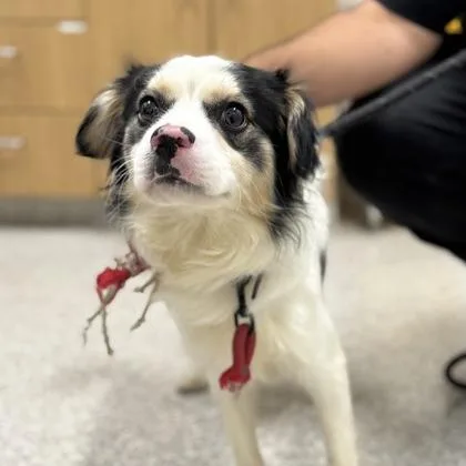 A senior small-sized male Spaniel dog named Pippity Pop for adoption in Arlington, VA