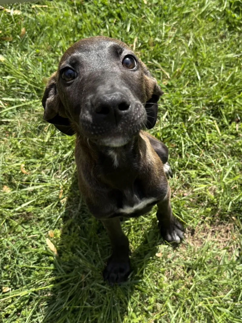 A baby medium-sized male Shepherd dog named Fitz for adoption in Succasunna, NJ