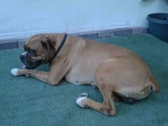 An adult large-sized male Boxer dog named Spot for adoption in Baldwin Park, CA