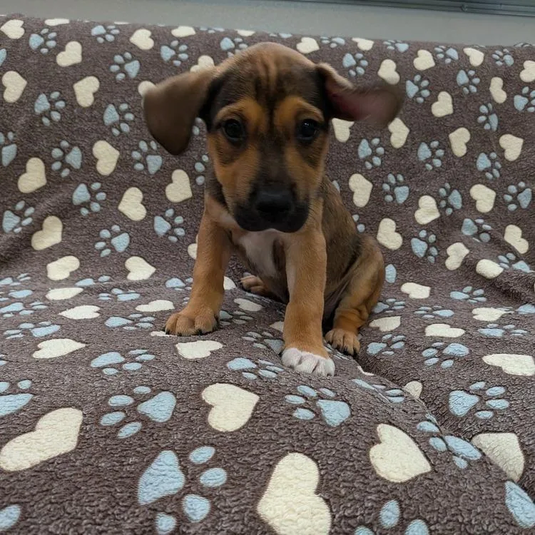 A baby medium-sized female Mixed Breed dog named Dandy for adoption in Seminole, FL