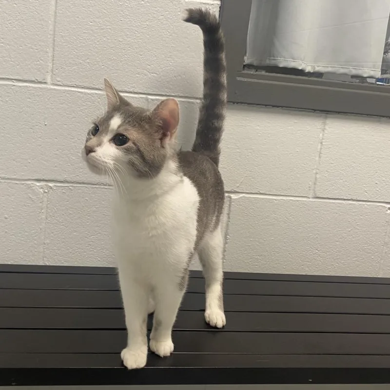 A young medium-sized male Gray / Blue / Silver Domestic Short Hair cat named Beetle Bug for adoption in Dayton, OH