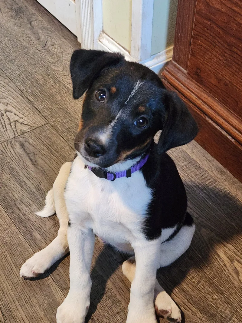 A baby small-sized female Black Jack Russell Terrier dog named Piper for adoption in Twin lakes, WI