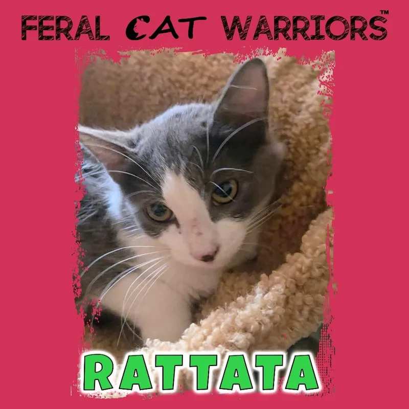 A baby small-sized female Domestic Medium Hair cat named Rattata for adoption in Kingman, AZ