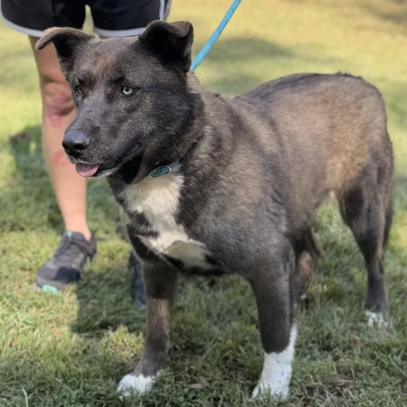 An adult medium-sized female Shepherd dog named Chastity for adoption in Locust Fork, AL