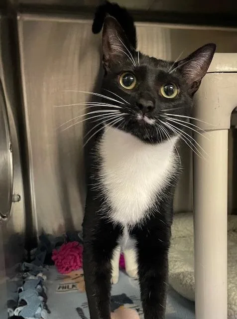 A baby medium-sized female Domestic Short Hair cat named Cali for adoption in Chico, CA