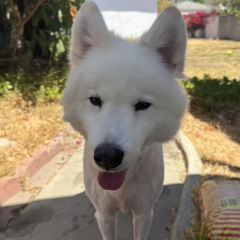 An adult medium-sized female White / Cream Samoyed dog named Sadie for adoption in Los Angeles, CA
