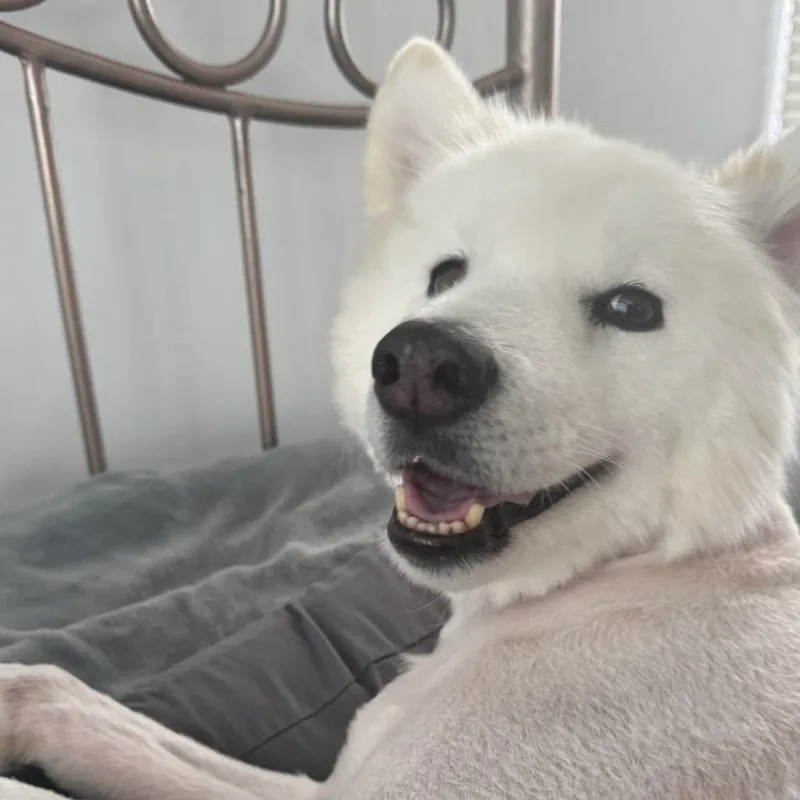 Sadie thumbnail 2