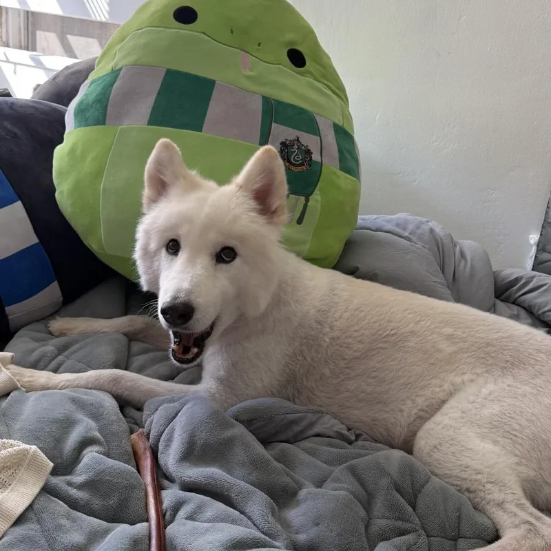 Sadie thumbnail 4