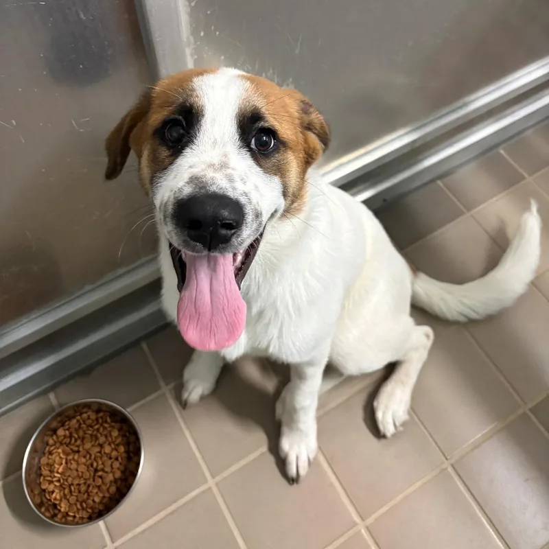 A baby medium-sized male White / Cream Saint Bernard dog named Myles for adoption in Bryan, TX