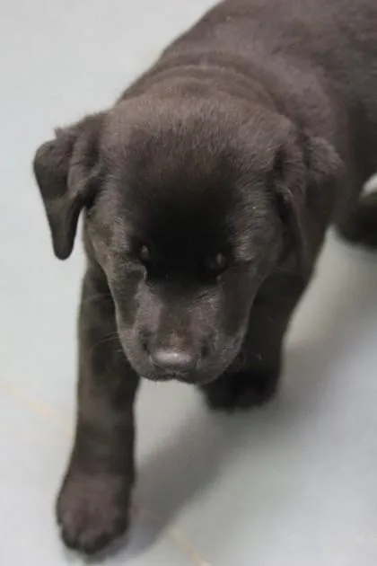 A baby small-sized male Mixed Breed dog named Baloo for adoption in Walla Walla, WA