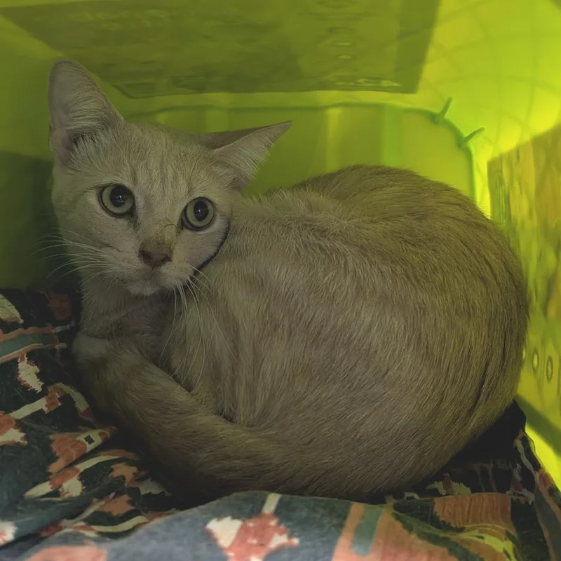 A senior medium-sized male Buff / Tan / Fawn Domestic Short Hair cat named Ferb for adoption in Emporia, KS