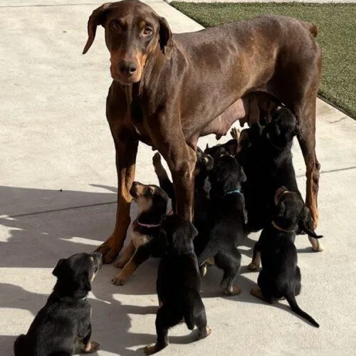 An adult large-sized female Red / Chestnut / Orange Doberman Pinscher dog named Pretzel for adoption in San Juan Capistrano, CA