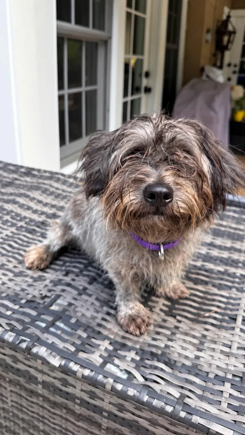 An adult small-sized female Yorkshire Terrier dog named Cricket for adoption in Knoxville, TN